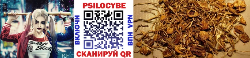 наркота  Бологое  Псилоцибиновые грибы Cubensis 